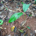 Cacao