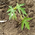Papaya