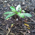 Red Mangrove