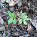 Cassia