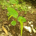 Cacao
