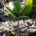 White Mangrove