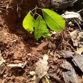 Cacao