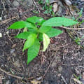 Cacao