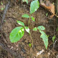 Trumpet tree