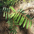 Tephrosia