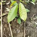 Cacao