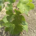 Grapevine