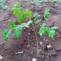 Litta