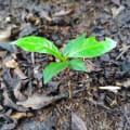Coccodrillo 