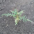 Grevillea