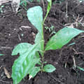 Olivo africano