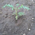 Grevillea