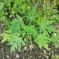 Papaya