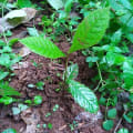 Albero del Sagittario