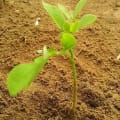 Moringa