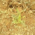 Grevillea