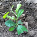 Lemon tree 
