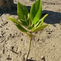 Rote Mangrove