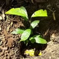 Cacao