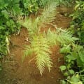 Grevillea
