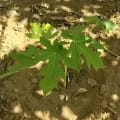 Papaya
