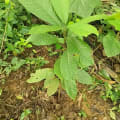 Cacao
