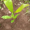 Cashew