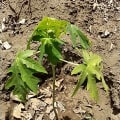 Papaya