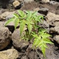 Neem