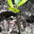 Mangrovia Bianca