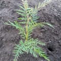 Grevillea