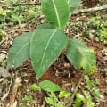 Bananier de Corylus