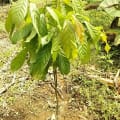 Cacaotier