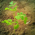 Moringa