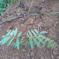 Tephrosia