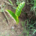 Jackfruit