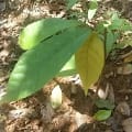 Charlie