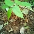 Cacao