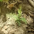 Grevillea