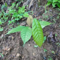 Cacao