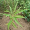 Sesbania