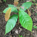 Cacaotier