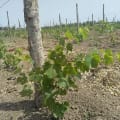 Grapevine