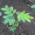 Leucena