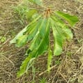 Mamey sapote