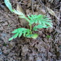 Grevillea