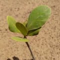 Yellow Mangrove