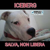 Allegra Bigo