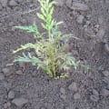 Grevillea